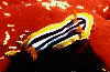 Chromodoris africana