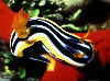 Chromodoris africana