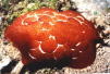 Pleurobranchus forskalii